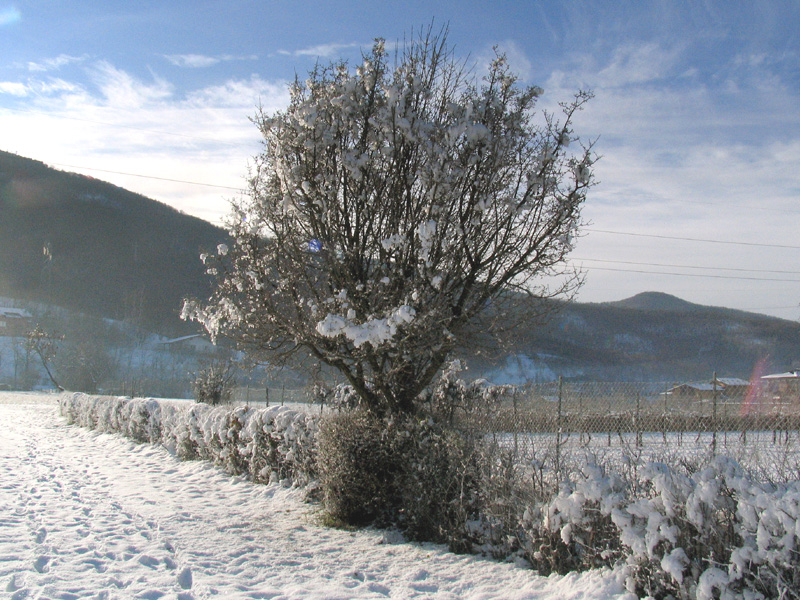 Cornus mas L. - Corniolo maschio